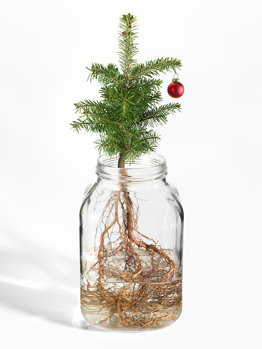 Seedling in Jar with Christmas Ornament